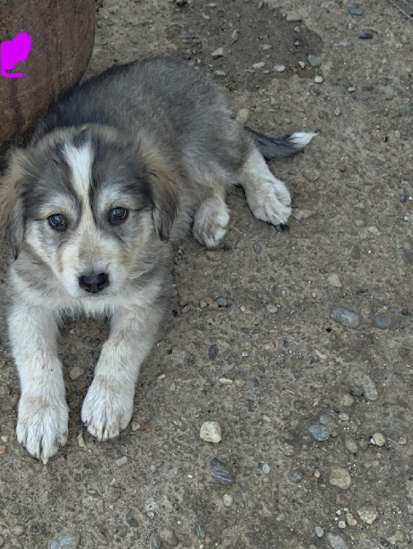 🐾 CHEOPE, DOLCE CUCCIOLA IN CERCA DI FAMIGLIA 🐾 Foto 5